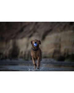 Planet Dog Glow in The Dark LED ball